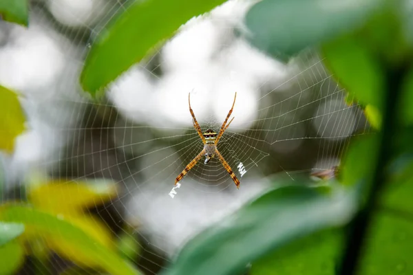 Самка Argiope Keyserlingi Andrew Cross Spider Является Распространенным Видом Пауков — стоковое фото