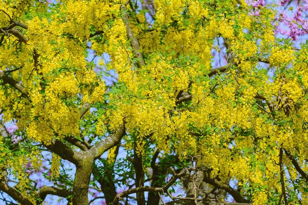 Wyścigi Żółtych Pospolitych Kwiatów Laburnum — Zdjęcie stockowe