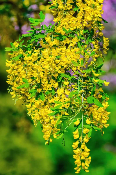 Rasszok Sárga Közös Laburnum Virágok — Stock Fotó