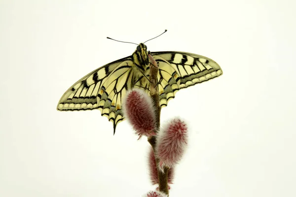 Closeup View Beautiful Colorful Butterfly — Stock Photo, Image