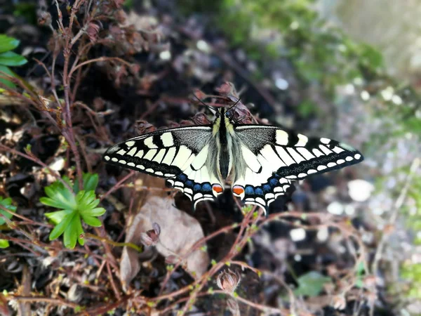 Vue Rapprochée Beau Papillon Coloré — Photo