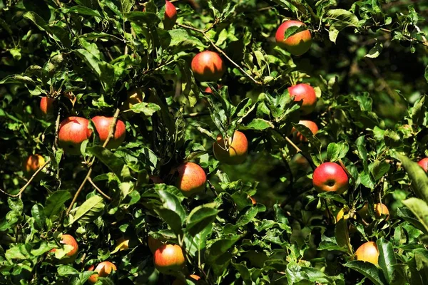 Jabłka Organiczne Jabłoni — Zdjęcie stockowe