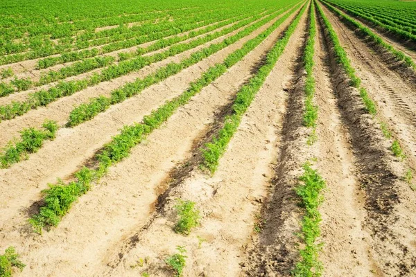 Grand Champ Légumes Aux Carottes Été — Photo