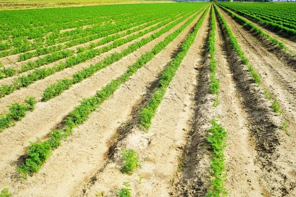 Großes Gemüsefeld Mit Karotten Sommer — Stockfoto