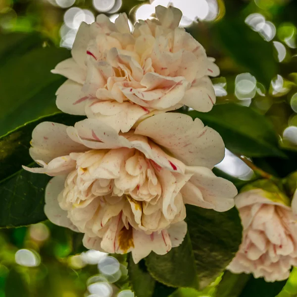 Kamelien Blühen Frühling Galicien Nordspanien — Stockfoto