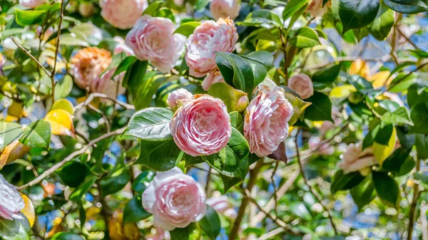 Camelia Çiçekler Bahar Sırasında Çiçeği Bulunan Galiçya Spanya — Stok fotoğraf