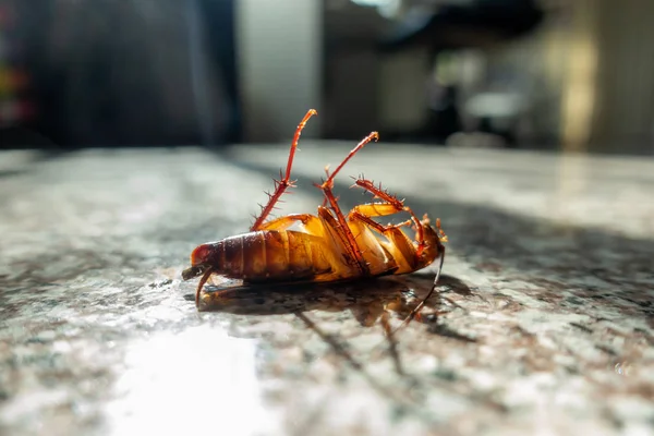 Cucaracha Muerta Suelo Concepto Control Plagas —  Fotos de Stock