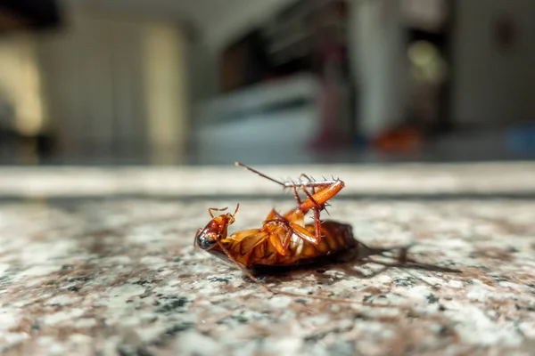 床に死んだゴキブリ害虫対策の概念 — ストック写真
