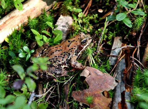 Escarcha Forestal Hierba Cerca — Foto de Stock