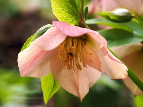 Zbliżenie Różowego Kwiatu Hellebore Stygmatem Łodygami Anterami — Zdjęcie stockowe