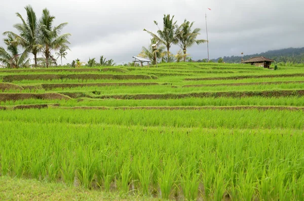 Jatiluwih Rizs Terasz Napsütéses Nappal Zöld Dzsungel Ubud Bali — Stock Fotó