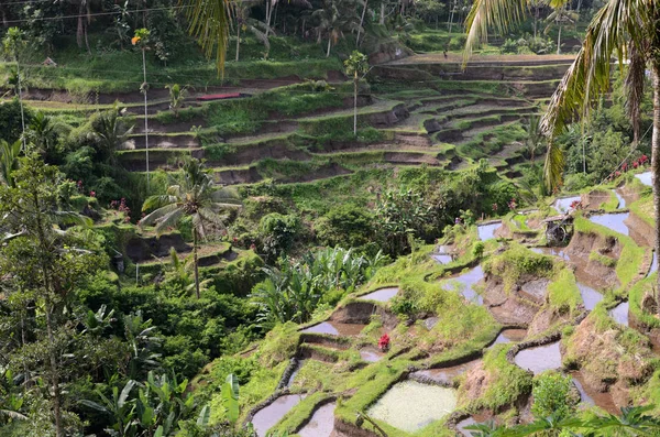 Ubud Bali Tegalalang Pirinç Terasları Tegalalang Rice Terrace Ünlü Turist — Stok fotoğraf