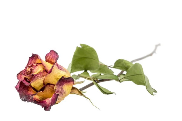 Rosa Vermelha Amarela Com Folhas Secas Isoladas Branco — Fotografia de Stock