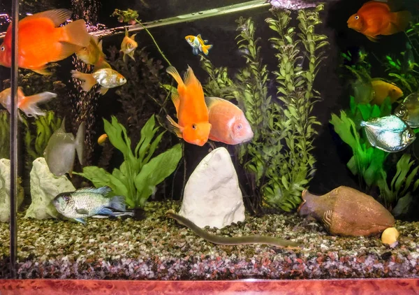 Die Nahaufnahme Eines Aquariums Voller Fische — Stockfoto