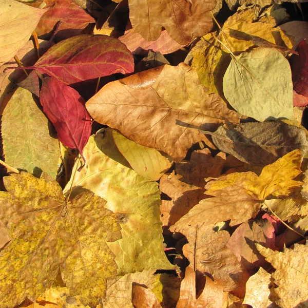 Herbst Blätter Hintergrund Herbst Saison — Stockfoto