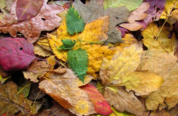 Herbst Blätter Hintergrund Herbst Saison — Stockfoto