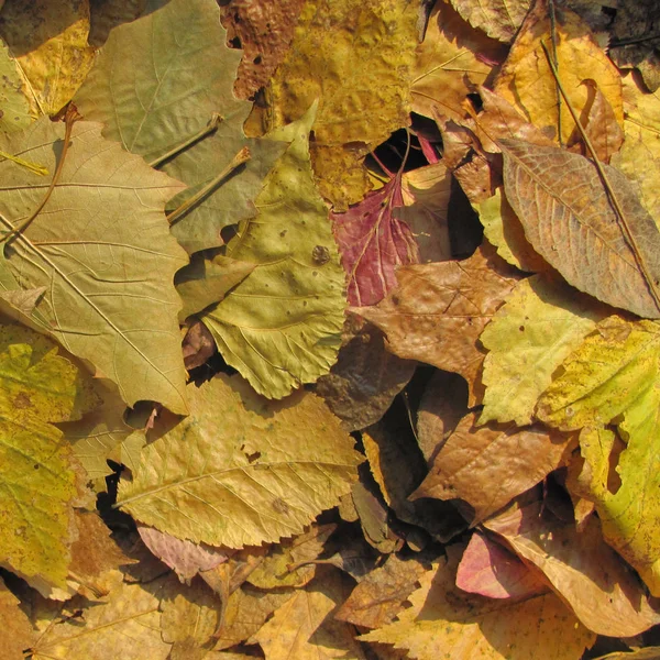 Autumn Leaves Background Fall Season — Stock Photo, Image
