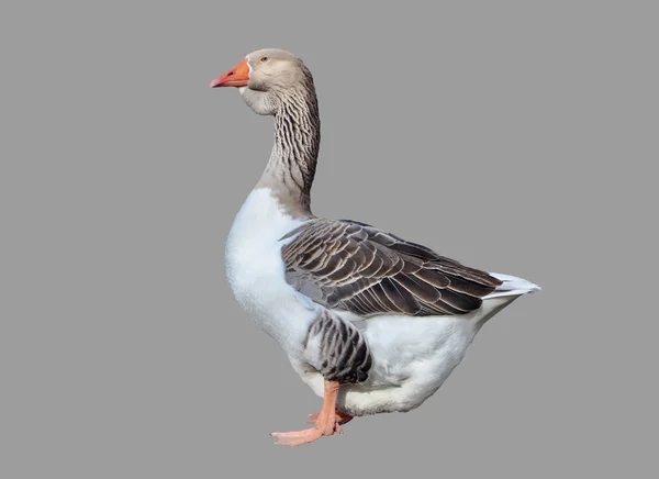 Domestic Adult Goose Bird Isolated Gray Background — Stock Photo, Image