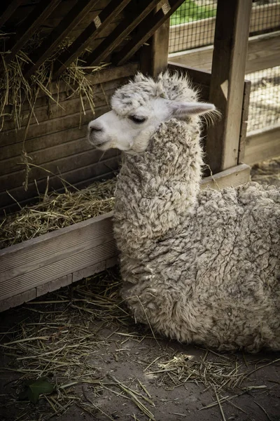 Llama Una Granja Detalle Animal Exótico — Foto de Stock