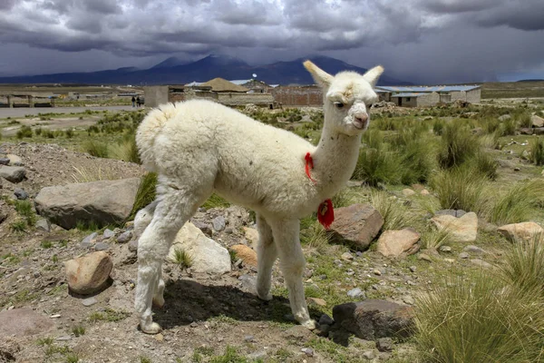 Divertente Animale Alpaca Mammifero Della Fauna Selvatica — Foto Stock