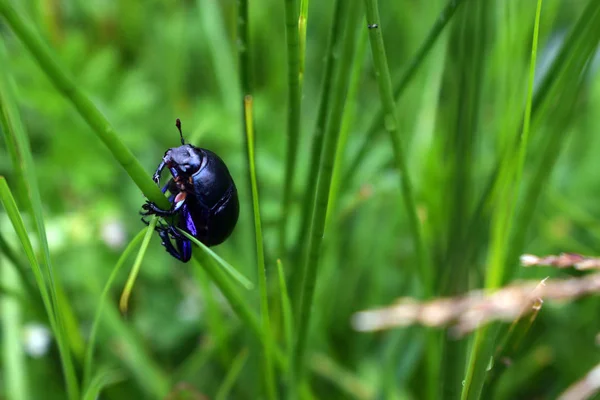 Geotrupes Stercorarius Besouro Dor São Amplamente Espalhados Por Todo Mundo — Fotografia de Stock