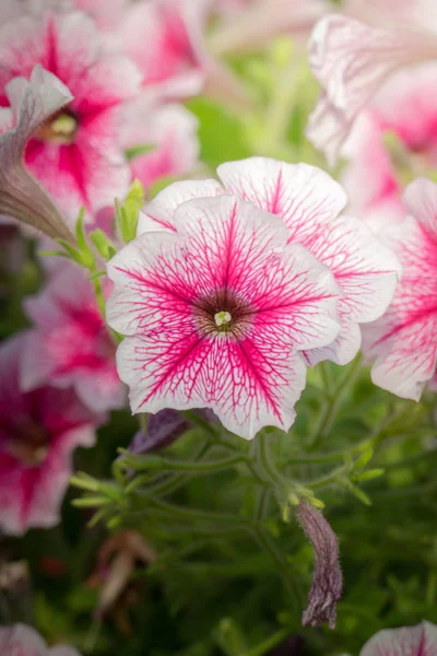 Das Hintergrundbild Der Bunten Blumen Hintergrund Natur — Stockfoto