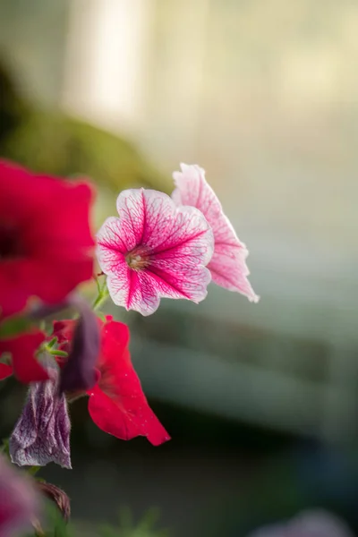 Das Hintergrundbild Der Bunten Blumen Hintergrund Natur — Stockfoto