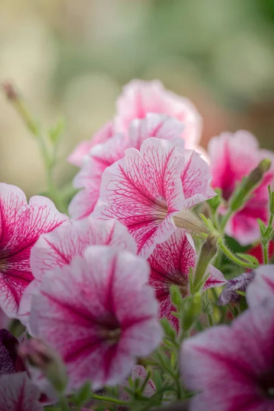 Image Fond Des Fleurs Colorées Fond Nature — Photo