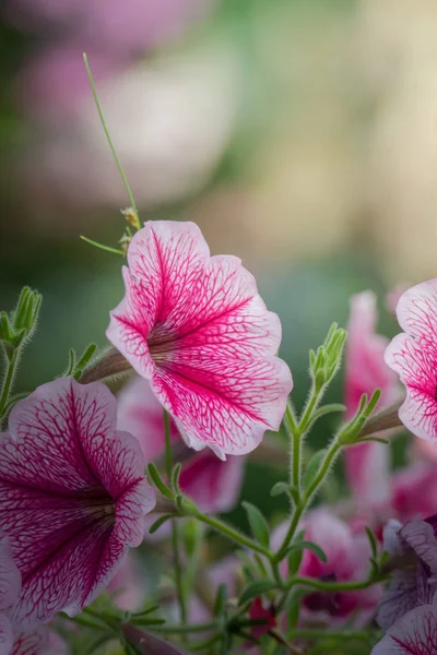 Immagine Sfondo Dei Fiori Colorati Sfondo Natura — Foto Stock