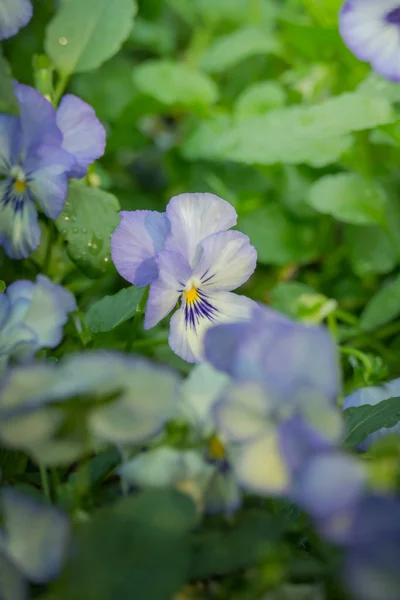 色とりどりの花の背景イメージ 背景自然 — ストック写真