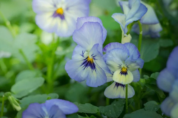 Imaginea Fundal Florilor Colorate Natura Fundal — Fotografie, imagine de stoc