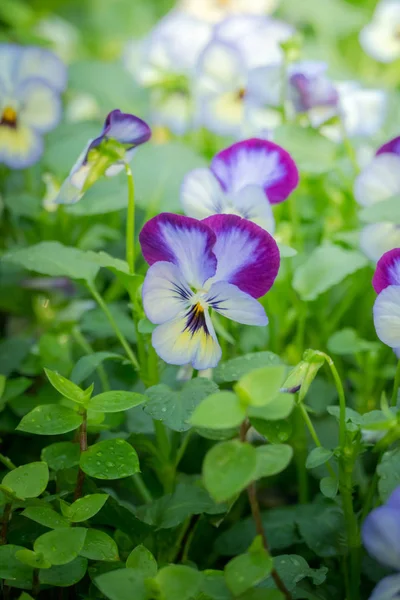 Obraz Tła Kolorowych Kwiatów Tła Natury — Zdjęcie stockowe