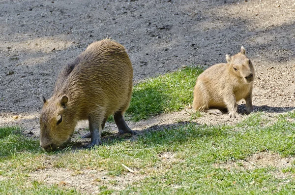 オーストリアの動物園で2匹の若いカピバラが放牧され — ストック写真