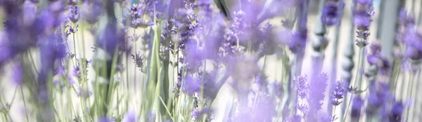 Flores Roxas Aromáticas Lavanda Violeta — Fotografia de Stock