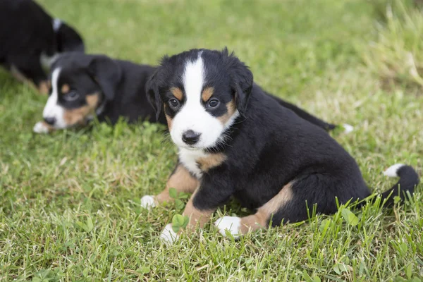 Swiss Appenzeller Cachorros Cão Sentado Jardim Horário Verão — Fotografia de Stock