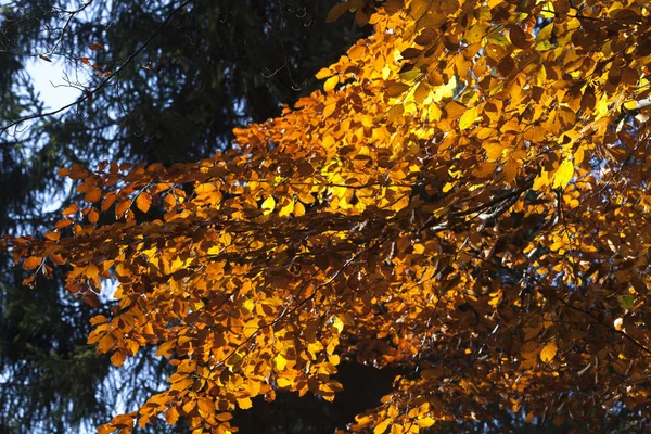 Renkli Yaprakları Sonbaharda Panoraması — Stok fotoğraf