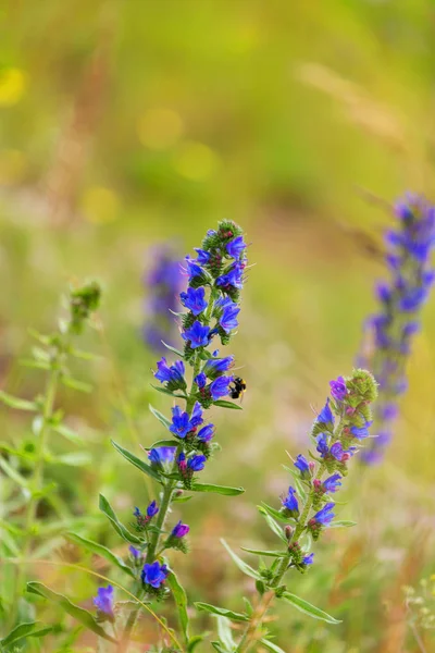 Flor Azul Vibrante Echium Vulgare Blueweed Flower Plants Field — Foto de Stock