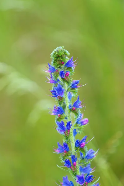 Kvetoucí Zářivá Modrá Echium Vulgare Květinové Rostliny Poli — Stock fotografie