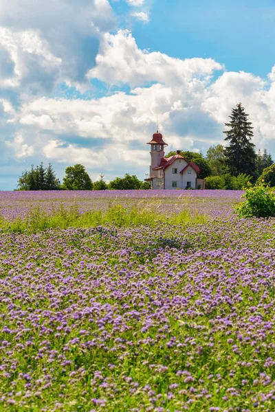 Phacelia Tanacetifolia Campo Scena Campagna Phacelia Conosciuta Con Nomi Comuni — Foto Stock