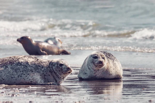 Atlantic Harbor Seal Phoca Vitulina Praia Ilha Helgoland Dune Alemanha — Fotografia de Stock