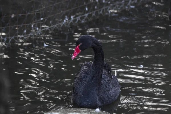 Черный Лебедь Красным Клювом Плавает Озере — стоковое фото