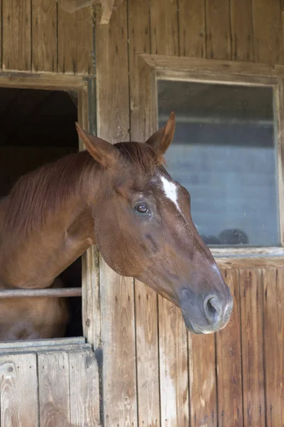 Braunes Pferd Rennstall Ohne Halfter — Stockfoto