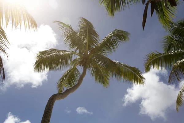 Tropikal Palmiye Ağacı Panorama Tatil Kavramı — Stok fotoğraf