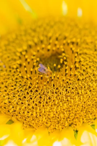 Animal Sentado Soleada Flor Del Sol Del Verano Importante Recoger —  Fotos de Stock