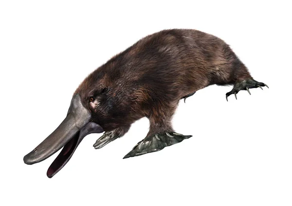 Beyaz Arka Plan Üzerinde Izole Bir Egzotik Hayvan Platypus Render — Stok fotoğraf