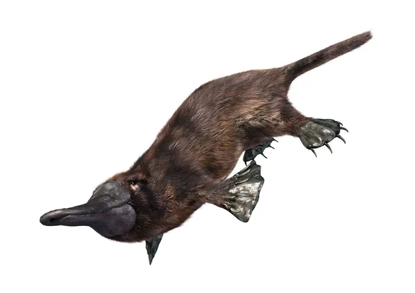 Redare Unui Platypus Exotic Animale Izolat Fundal Alb — Fotografie, imagine de stoc