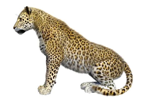 Vykreslení Velkého Kočičího Leoparda Izolovaného Bílém Pozadí — Stock fotografie