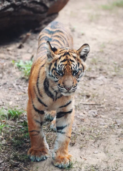 Молодой Котенок Суматранского Тигра Panthera Tigris Sumatrae Редкий Подвид Тигра — стоковое фото