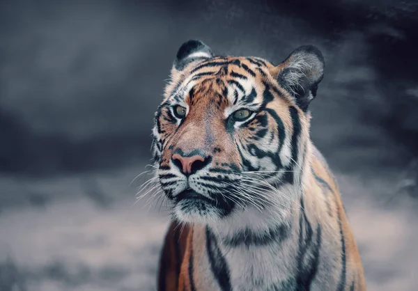 Tigre Sumatra Panthera Tigris Sumatrae Una Rara Subespecie Tigre Que — Foto de Stock