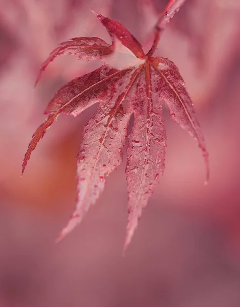 Macro Water Drops Red Maple Leaf Natural Background Beautiful Wallpaper — Stock Photo, Image
